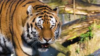 Tiger animation video |no copyright free|🆓 🐅🐯
