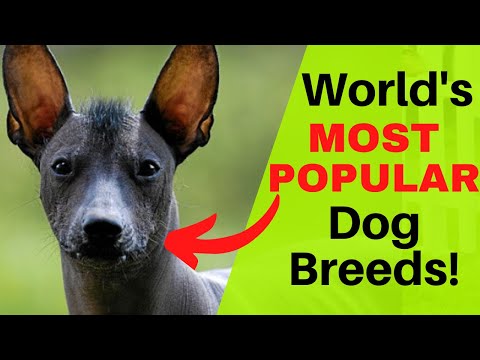 , title : 'Top 50 Most Popular Dog Breeds Explained | How To Choose The Best Dog Breed For You'