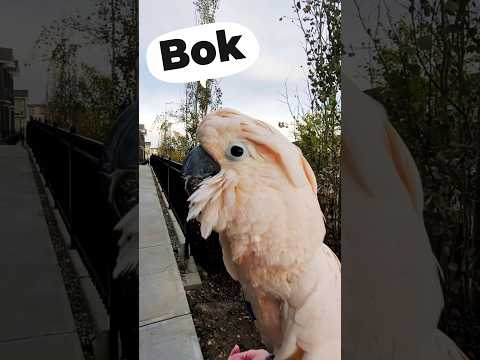 Bok Bok!