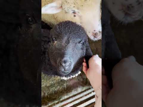 Sheep 69 - New Bums