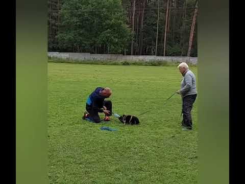 Orrnela Orrylordblack -Protection 9 /2021