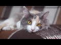 Ever Clean Multi Crystals Kokuyu Hapseden Kedi Kumu 6lt