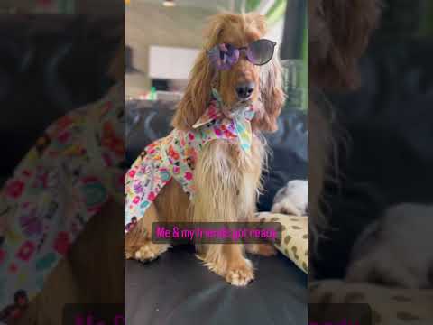 Barbie | dogs dressed as Barbie | dressed up dog | shih tzu dog | #doglovers #dog #petlovers #puppy