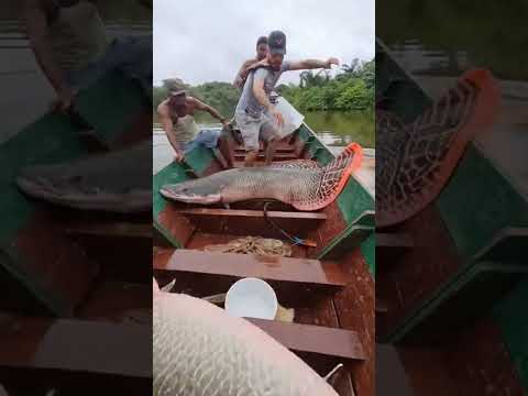 Pirarucu na seva louca #pescaria #fishing #bigfish