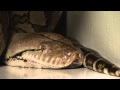 2013 Guinness Worlds Largest Snake in Captivity in ...