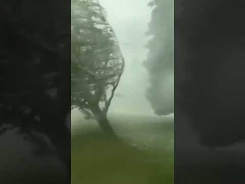 Strong Wind Storm Topples Trees