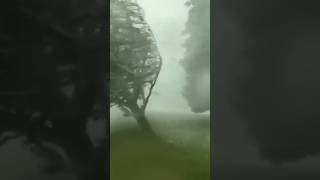 Download lagu Strong Wind Storm Topples Trees mp3 Download lagu Strong Wind Storm Topples Trees mp3