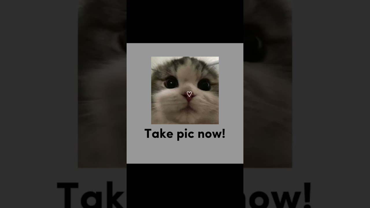 Its so cute #cats#pfp