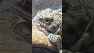 Please subscribe #subscribe #shorts #short #viral #lizard #beardeddragon