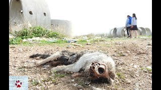 Wasteland - dog rescue in the outskirts of Athens by The Orphan Pet