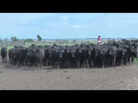 Bubillas destete Ea San Antonio, Loreto, Corrientes