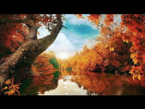 Butterflies River Trees Sky video 2021