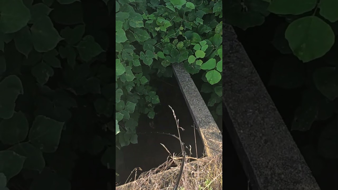 これ使えば優勝でしょ。釣りバトル #バス釣り #fishing