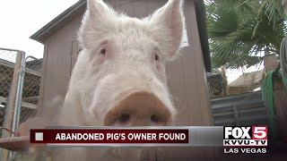 Owner of abandoned pig is found
