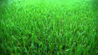 Say Hi : The Grass Is Always Greener