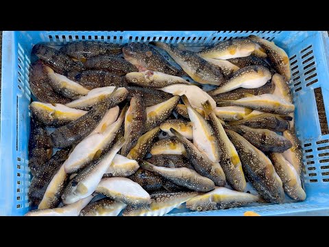 This is 2,500 yen in total. How to prepare a poisonous pufferfish for 50 yen per fish.