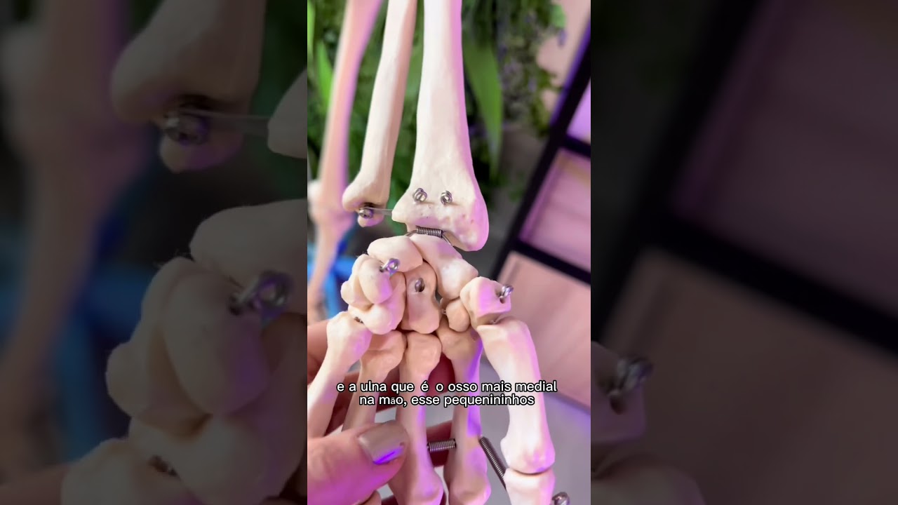 Bones of the upper limb! Quick review!