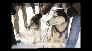 preview picture of video 'Hightowers Siberian Huskies'