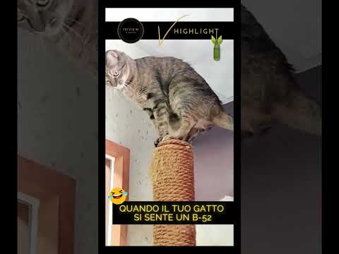 😂 Gatto B-52 😂 #Gatto #gatti #gattidivertenti #Divertimento #Humor #ridere #risate #ridere