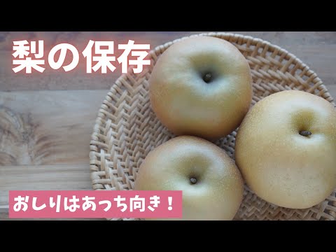 梨の保存方法:これが最も長持ちする方法です 植物