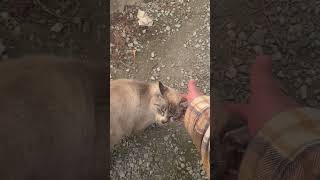野良猫との戯れ106 #野良猫