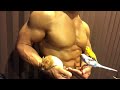 モフモフとムキムキのセキセイインコとゴールデンハムスターの日常
