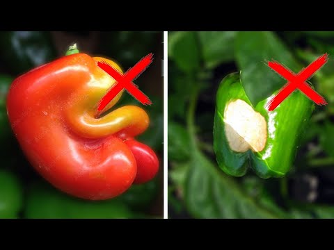 10 PEPPER Growing Mistakes You Can EASILY Avoid