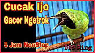 Download lagu Suara Burung Cucak Ijo Ngetrok Gacor Durasi Panjang | Masteran Cucak Ijo Juara Nasional pilihan juri mp3 Download lagu Suara Burung Cucak Ijo Ngetrok Gacor Durasi Panjang | Masteran Cucak Ijo Juara Nasional pilihan juri mp3