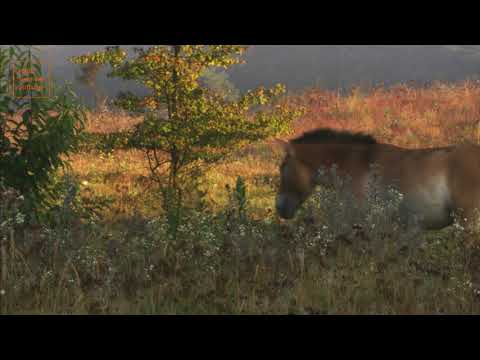 Sielmanns heimische Tiere - Przewalski-Pferde in Sielmanns Naturlandschaft Döberitzer Heide