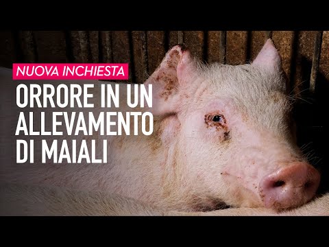 , title : 'Dietro il Made in Italy: orrore in un allevamento di maiali in Lombardia'