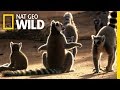 For Ring Tailed Lemurs The Ladies Rule Wild Love