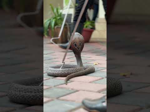 SARPA volunteers training #petstationkannur