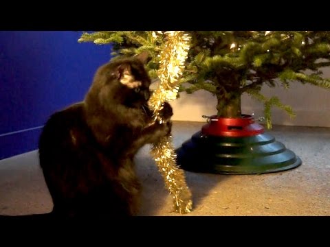 I gatti e il Natale