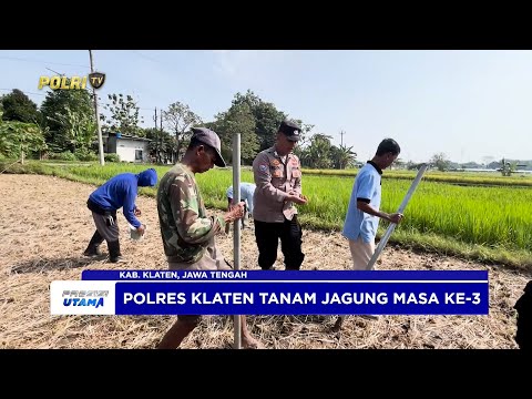 POLRES KLATEN TANAM JAGUNG MASA KE-3 DI LAHAN BAKU SAWAH GUNAKAN METODE TOT