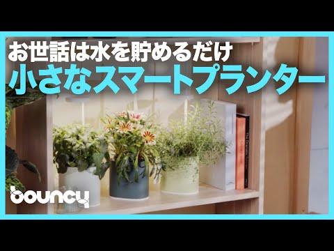 ウォーターナット 植物