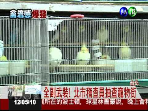 防堵禽流感! 北市抽查寵物街