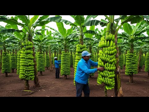 How Smart Farmers Transport Tons Of Bananas  | Modern Agriculture Technology Explained