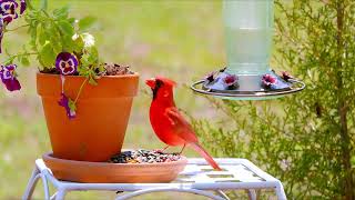 12 Hr. Video for Cats to Watch 😻All Day Birds 🐦 Hummingbird Uninterrupted CatTV