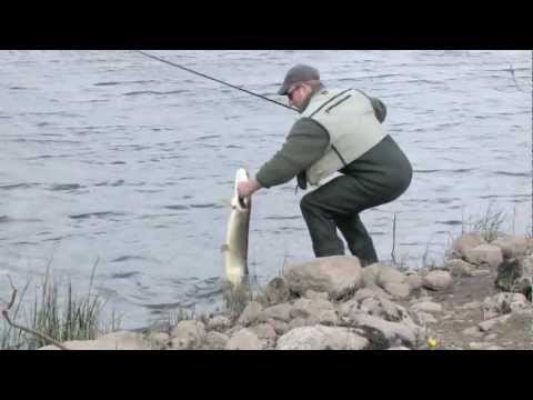 Pikefishing - with deadbait spinning rigs - a movie by etheonTV