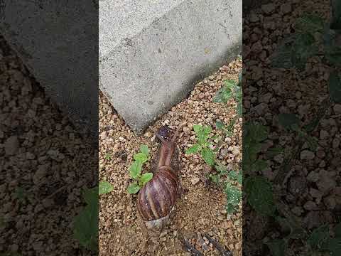 nature #nature #youtuber #500 #500subcribers #shorts #500k #shortsfeed #