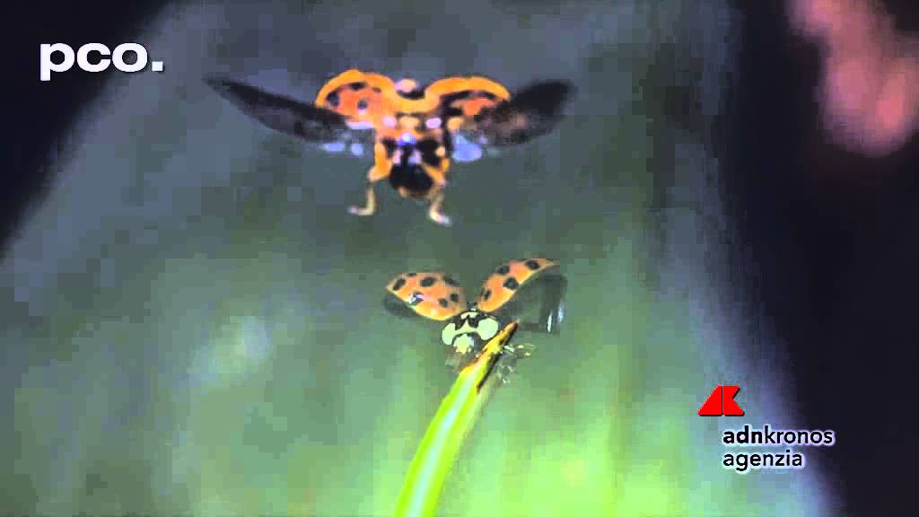 Il volo della coccinella in slow motion...