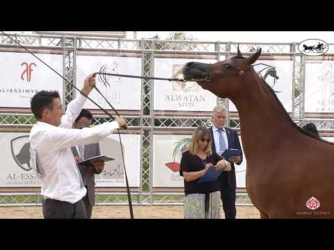 Bergamo Int  Show 2022   Class 3