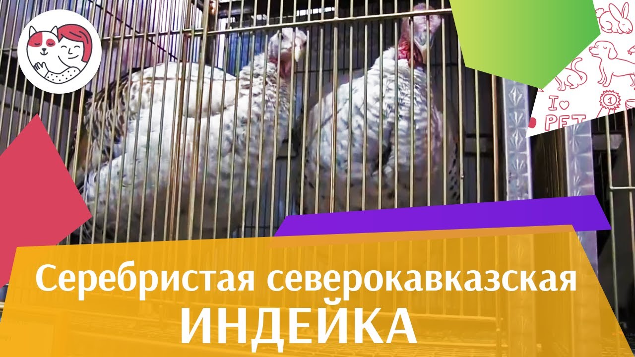 ИНДЕЙКИ СЕРЕБРИСТАЯ СЕВЕРОКАВКАЗСКАЯ Агропромышленная выставка Золотая осень 2016 iLikePet