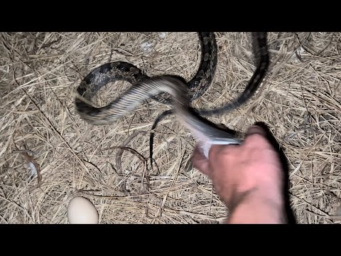 I Rescued a Snake (and it Bit Me)