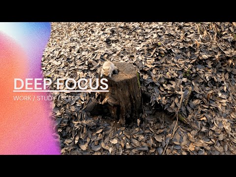 Discover The Squirrel Method For Focus
