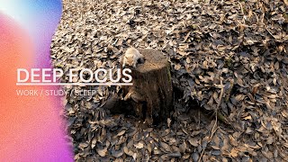 Little Squirrel - FULL FOCUS - Music For Studying, Concentration And Work - Music to Concentrate