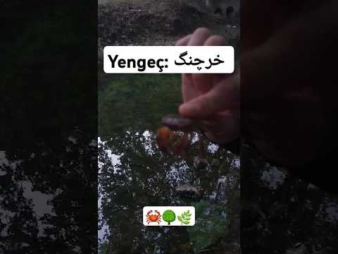 خرچنگ به زبان ترکی استانبولی 🦀🌿🌳