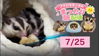 フクロモモンガのまったり朝配信🐿政治界隈の日常に小さな癒やしをお届け中 #フクロモモンガ