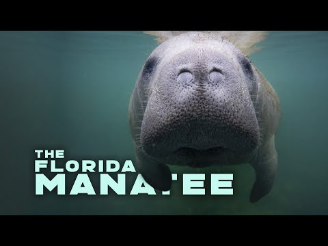 The Florida Manatee