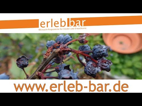 Kleines ABC der Erntehilfen – Vertrocknete Heidelbeeren retten und verarbeiten